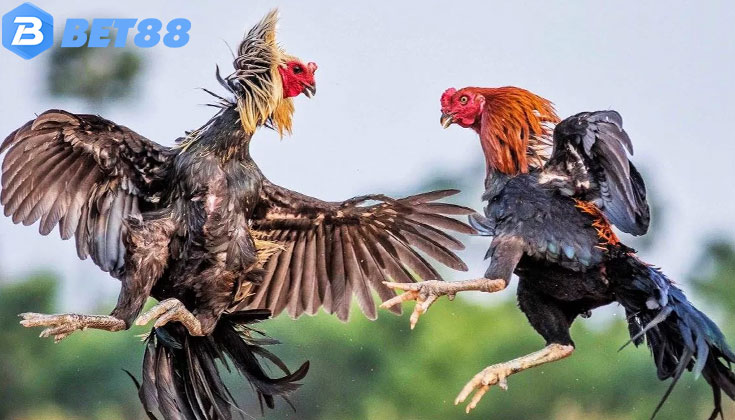 Tầm Quan Trọng Của Việc Hiểu Rõ Thuật Ngữ Đá Gà