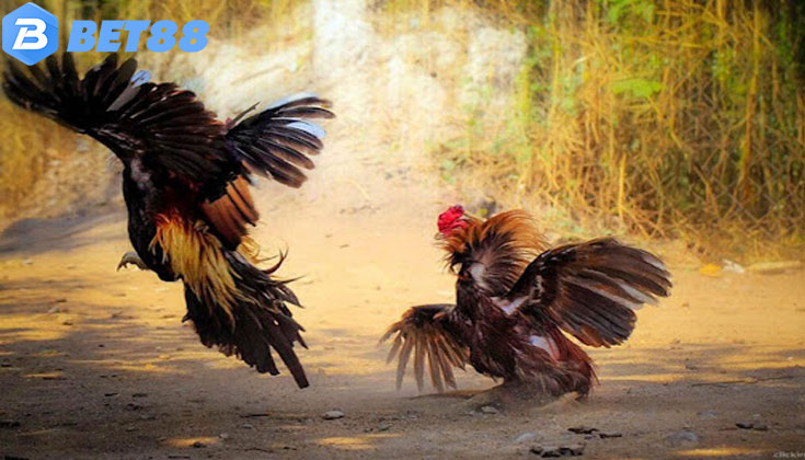 Thuật Ngữ Đá Gà Về Lối Đá Của Gà