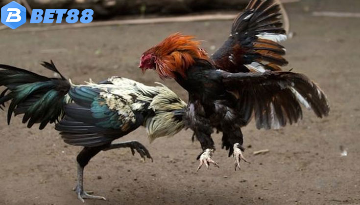 Thuật Ngữ Trong Cá Cược Đá Gà Tại Bet88