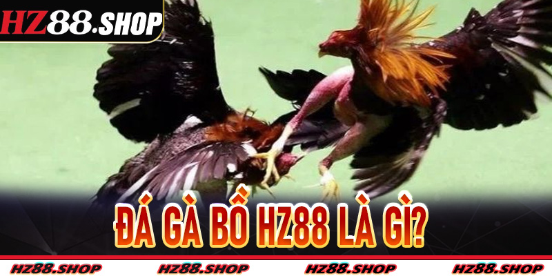 Đá gà bồ Hz88 là gì?