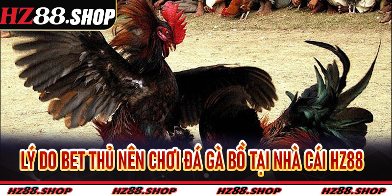 Lý do bet thủ nên chơi Đá Gà Bồ tại nhà cái Hz88
