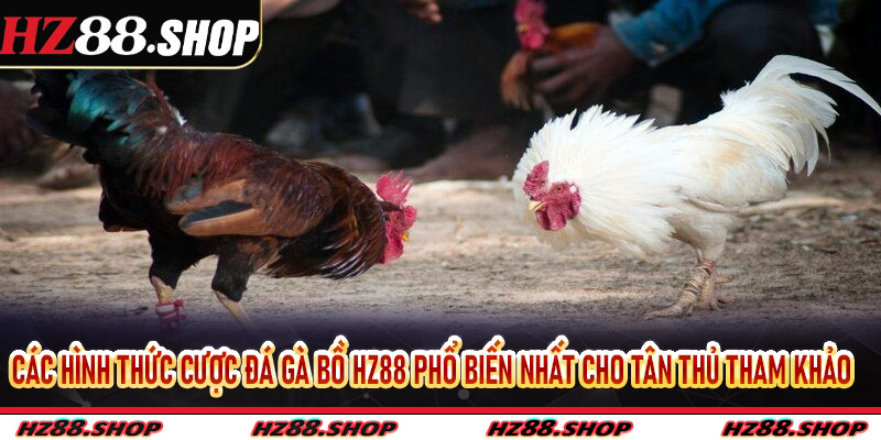 Các hình thức cược đá gà bồ Hz88 phổ biến nhất cho tân thủ tham khảo