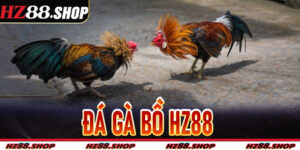 Đá Gà Bồ Hz88