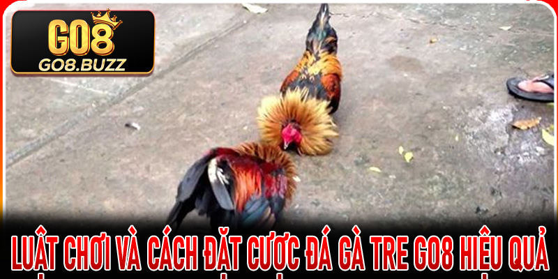 Luật chơi và cách đặt cược đá gà tre Go8 hiệu quả