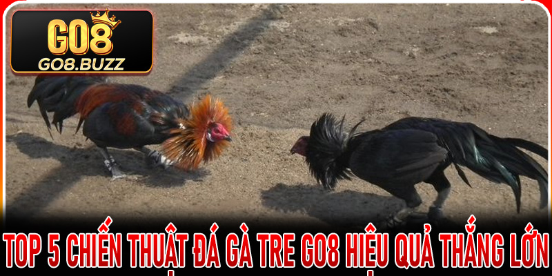 Top 5 Chiến Thuật Đá Gà Tre Go8 Hiệu quả thắng lớn