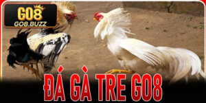 Đá Gà Tre Go8